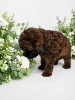 AKC Rare Poodle Puppy Male charting 6-7lbs, a male Poodle - Toy  for sale in Plantation Acres, FL – 6 of 6