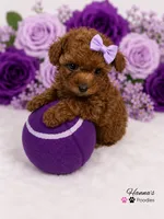AKC Miss Purple Tiny Toy Poodle Puppy Charting 5lbs as adult , a female Poodle - Toy  for sale in Plantation Acres, FL – 5 of 5