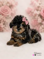 AKC Rare & Beautiful Tri-Colored Female Poodle Puppy Charting 5-6lbs , a female Poodle - Toy  for sale in Plantation Acres, FL – 8 of 8