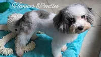 AKC Silver and Blue Parti Poodle , a female Poodle - Toy  for sale in Fort Lauderdale, FL – 3 of 3