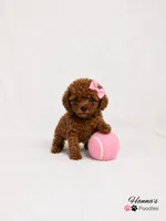 AKC Mahogany Red Female TCup Poodle , a female Poodle - Toy  for sale in Plantation Acres, FL – 2 of 8