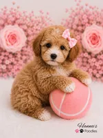 AKC Female Toy Poodle Puppy charting 7-8lbs, a female Poodle - Toy  for sale in Plantation Acres, FL – 3 of 6