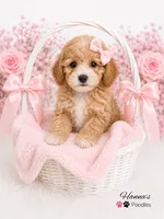 AKC Female Toy Poodle Puppy charting 7-8lbs, a female Poodle - Toy  for sale in Plantation Acres, FL – 4 of 6