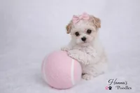 AKC T cup Parti Female 2-3lbs as adult , a female Poodle - Toy  for sale in Plantation Acres, FL – 3 of 7