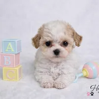 AKC T cup Parti Female 2-3lbs as adult , a female Poodle - Toy  for sale in Plantation Acres, FL – Photo 5 of 6