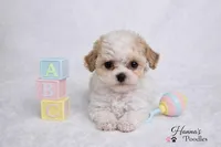 AKC T cup Parti Female 4-5lbs as adult , a female Poodle - Toy  for sale in Plantation Acres, FL – Photo 5 of 6