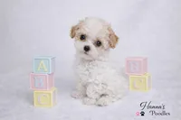 AKC T cup Parti Female 2-3lbs as adult , a female Poodle - Toy  for sale in Plantation Acres, FL – 5 of 7