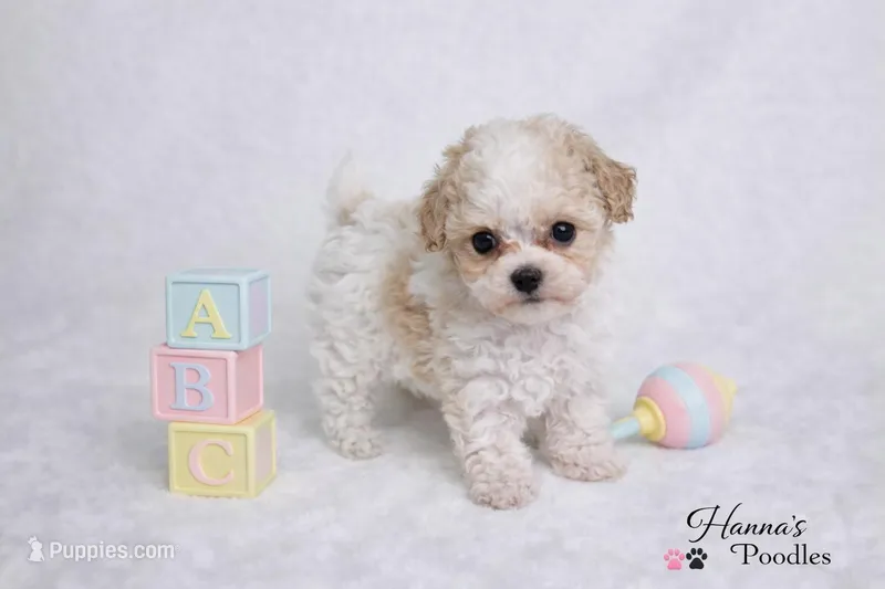 AKC T cup Parti Female 4-5lbs as adult 