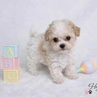 AKC T cup Parti Female 2-3lbs as adult , a female Poodle - Toy  for sale in Plantation Acres, FL – Photo 1 of 6