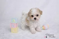 AKC T cup Parti Female 4-5lbs as adult , a female Poodle - Toy  for sale in Plantation Acres, FL – Photo 1 of 6