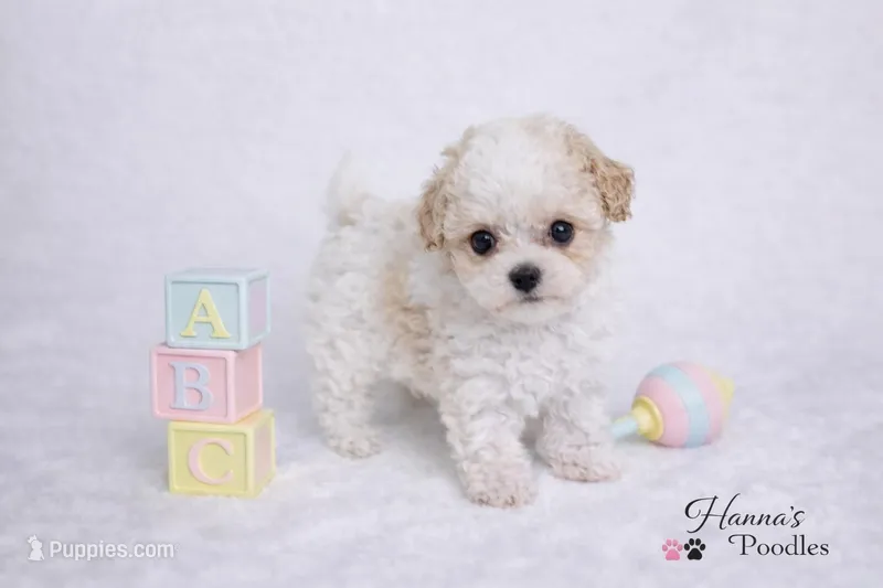 AKC T cup Parti Female 2-3lbs as adult  – Poodle - Toy  puppy for sale in Plantation Acres, FL