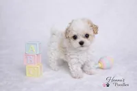 AKC T cup Parti Female 2-3lbs as adult , a female Poodle - Toy  for sale in Plantation Acres, FL – 1 of 7