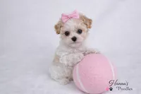 AKC T cup Parti Female 2-3lbs as adult , a female Poodle - Toy  for sale in Plantation Acres, FL – 6 of 7