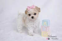 AKC T cup Parti Female 2-3lbs as adult , a female Poodle - Toy  for sale in Plantation Acres, FL – 4 of 7