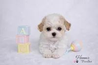 AKC T cup Parti Female 2-3lbs as adult , a female Poodle - Toy  for sale in Plantation Acres, FL – 2 of 7