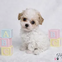 AKC T cup Parti Female 2-3lbs as adult , a female Poodle - Toy  for sale in Plantation Acres, FL – Photo 6 of 6
