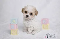 AKC T cup Parti Female 4-5lbs as adult , a female Poodle - Toy  for sale in Plantation Acres, FL – Photo 6 of 6