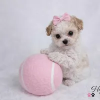 AKC T cup Parti Female 2-3lbs as adult , a female Poodle - Toy  for sale in Plantation Acres, FL – Photo 2 of 6