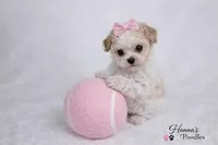 AKC T cup Parti Female 4-5lbs as adult , a female Poodle - Toy  for sale in Plantation Acres, FL – Photo 2 of 6