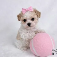 AKC T cup Parti Female 2-3lbs as adult , a female Poodle - Toy  for sale in Plantation Acres, FL – Photo 3 of 6
