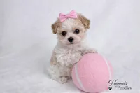 AKC T cup Parti Female 4-5lbs as adult , a female Poodle - Toy  for sale in Plantation Acres, FL – Photo 3 of 6