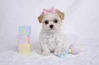 AKC T cup Parti Female 2-3lbs as adult , a female Poodle - Toy  for sale in Plantation Acres, FL – 7 of 7