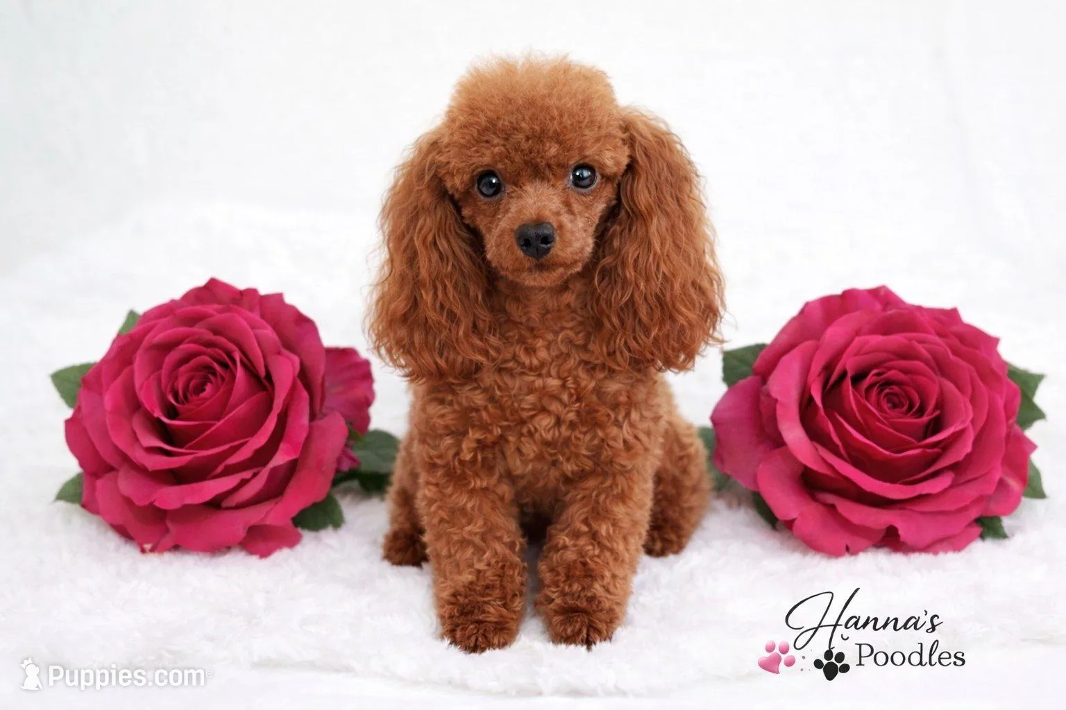 AKC Miss Violet Champion Bloodlines 4-5lbs as adult , a female Poodle - Toy  for sale in Plantation Acres, FL – Photo 9 of 9