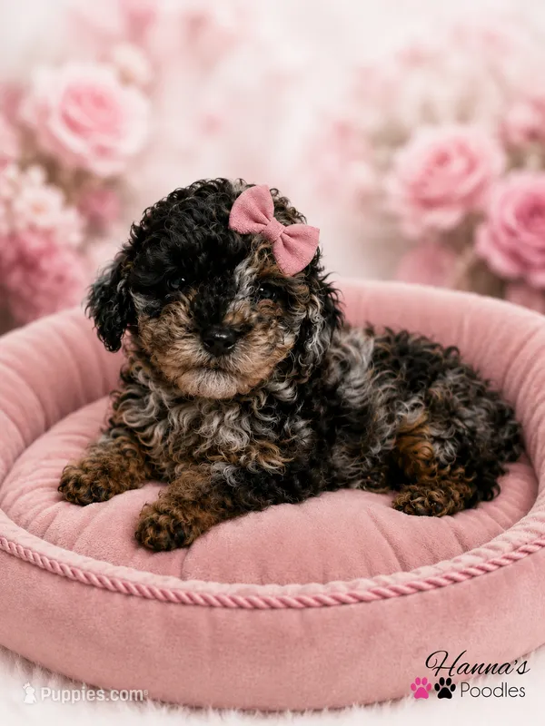 AKC Rare & Beautiful Tri-Colored Female Poodle Puppy Charting 5-6lbs  – Poodle - Toy  puppy for sale in Plantation Acres, FL