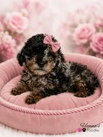AKC Rare & Beautiful Tri-Colored Female Poodle Puppy Charting 5-6lbs , a female Poodle - Toy  for sale in Plantation Acres, FL – 1 of 8