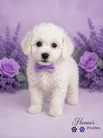 AKC Solid White Large Toy Poodle Male, a male Poodle - Toy  for sale in Plantation Acres, FL – 7 of 8