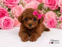 AKC Miss Pink Tiny Toy Poodle Puppy charting 5-6lbs as adult , a female Poodle - Toy  for sale in Plantation Acres, FL – 2 of 6