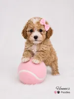 AKC Female Toy Poodle Puppy charting 7-8lbs, a female Poodle - Toy  for sale in Plantation Acres, FL – 6 of 6