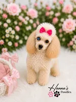 AKC T Cup Poodle 3lbs full grown already, a female Poodle - Toy  for sale in Plantation Acres, FL – 3 of 5