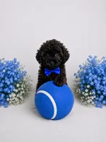 AKC Rare Poodle Puppy Male charting 4-5lbs , a male Poodle - Toy  for sale in Plantation Acres, FL – 4 of 6