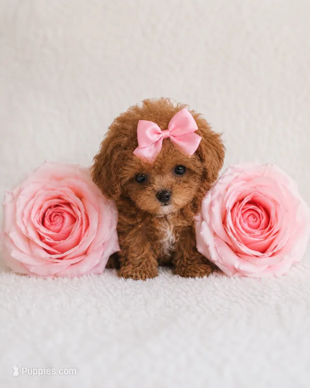 AKC Micro tcup poodle female charting 2-3lbs as adult  – Poodle - Toy  puppy for sale in Plantation Acres, FL