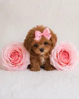 AKC Micro tcup poodle female charting 2-3lbs as adult , a female Poodle - Toy  for sale in Plantation Acres, FL – 3 of 6