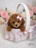 AKC tcup poodle female charting 3-4lbs as adult , a female Poodle - Toy  for sale in Plantation Acres, FL – 4 of 6