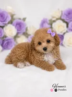 AKC Apricot Female charting 6lbs, a female Poodle - Toy  for sale in Plantation Acres, FL – 3 of 8