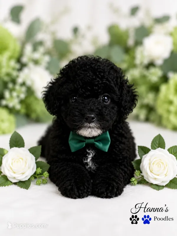 AKC Black Tuxedo Male Large Toy – Poodle - Toy  puppy for sale in Plantation Acres, FL