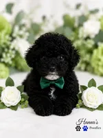 AKC Black Tuxedo Male Large Toy, a male Poodle - Toy  for sale in Plantation Acres, FL – 1 of 6