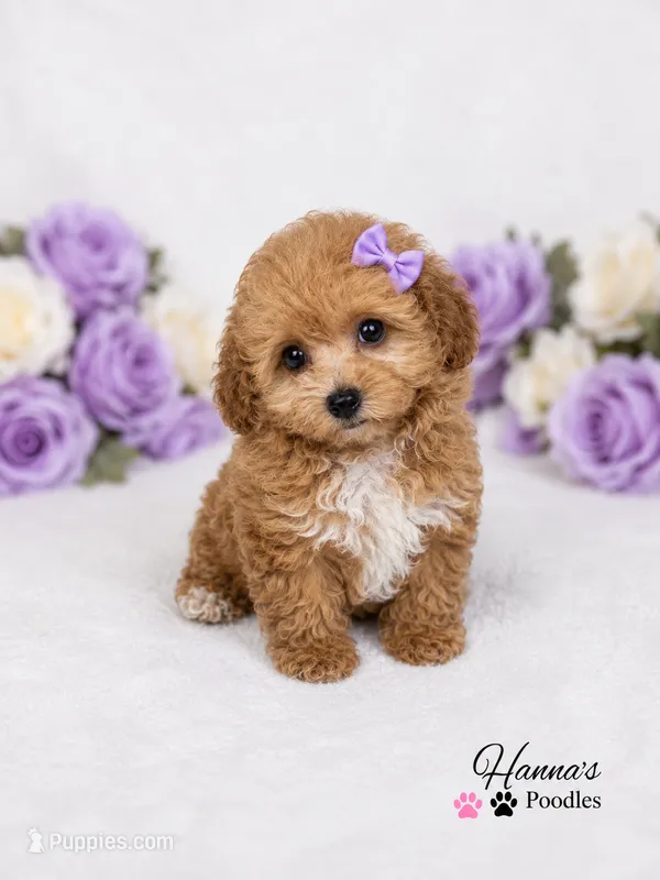 AKC Apricot Female charting 6lbs – Poodle - Toy  puppy for sale in Plantation Acres, FL