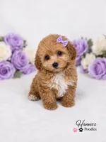 AKC Apricot Female charting 6lbs, a female Poodle - Toy  for sale in Plantation Acres, FL – 1 of 8