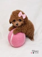 AKC tcup poodle female charting 3-4lbs as adult , a female Poodle - Toy  for sale in Plantation Acres, FL – 3 of 6