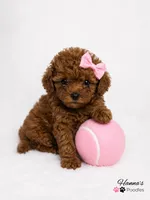 AKC Mahogany Red Female TCup Poodle , a female Poodle - Toy  for sale in Plantation Acres, FL – 8 of 8