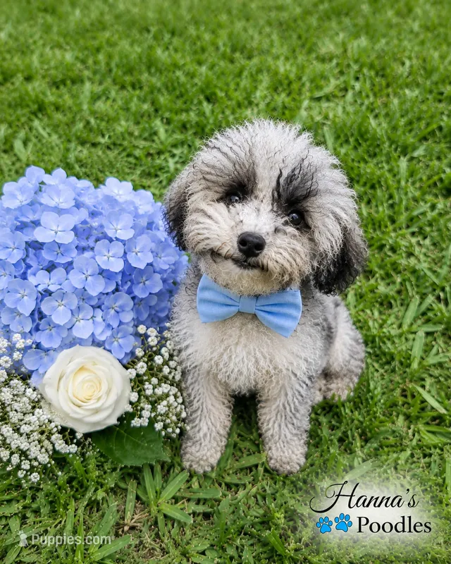AKC Tcup Poodle 3pounds full grown  – Poodle - Toy  puppy for sale in Plantation Acres, FL