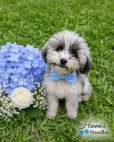 AKC Tcup Poodle 3pounds full grown , a male Poodle - Toy  for sale in Plantation Acres, FL – 3 of 3