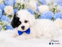 AKC Black Patch Solid White Male Large Toy , a male Poodle - Toy  for sale in Plantation Acres, FL – 8 of 8