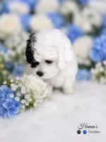 AKC Black Patch Solid White Male Large Toy , a male Poodle - Toy  for sale in Plantation Acres, FL – 7 of 8