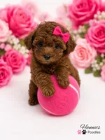 AKC Miss Pink Tiny Toy Poodle Puppy charting 5-6lbs as adult , a female Poodle - Toy  for sale in Plantation Acres, FL – 1 of 6