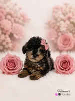 AKC Rare & Beautiful Tri-Colored Female Poodle Puppy Charting 5-6lbs , a female Poodle - Toy  for sale in Plantation Acres, FL – 4 of 8